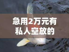 急用2万元有私人空放的吗，盘点五个锦鲤花借款一样的平台