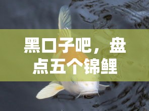 黑口子吧，盘点五个锦鲤花借款一样的平台