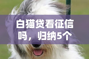 白猫贷看征信吗，归纳5个综合评价不足借款平台能够借到钱