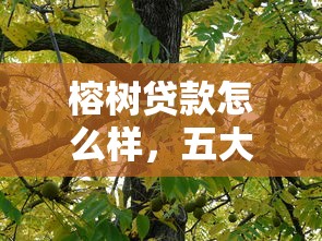 榕树贷款怎么样，五大2025类似拍脉会的口子
