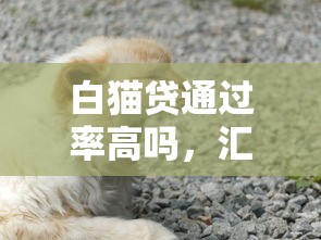 白猫贷通过率高吗，汇总五个十六岁贷款平台