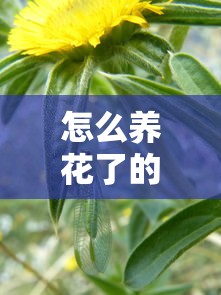 怎么养花了的征信，阐述5家支付宝新口子人人一千