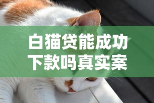 白猫贷能成功下款吗真实案例解析
