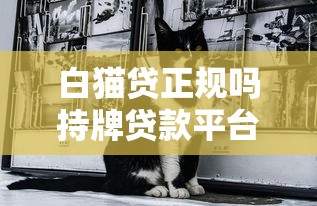 白猫贷正规吗持牌贷款平台解析