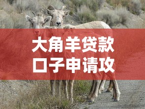 大角羊贷款口子申请攻略大全