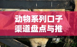 动物系列口子渠道盘点与推荐