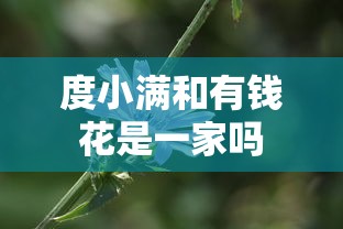 度小满和有钱花是一家吗