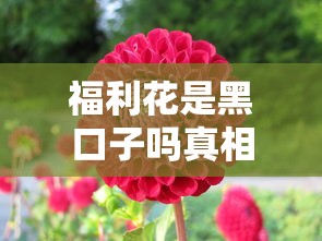 福利花是黑口子吗真相大揭秘