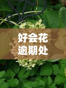 好会花逾期处理方案及补救措施