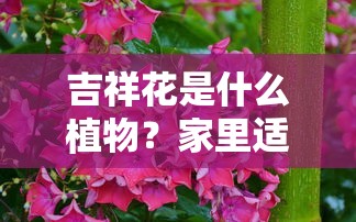 吉祥花是什么植物？家里适合养哪些吉祥花卉
