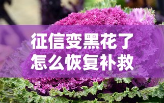 征信变黑花了怎么恢复补救