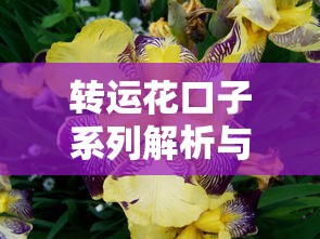 转运花口子系列解析与选购指南