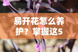 易开花怎么养护？掌握这5个技巧让你的植物常年绽放