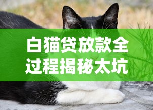 白猫贷放款全过程揭秘太坑人