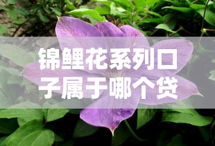 锦鲤花系列口子属于哪个贷款