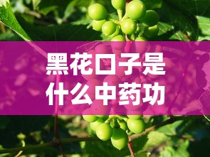 黑花口子是什么中药功效与作用