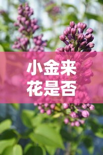 小金来花是否属于黑花口子解析