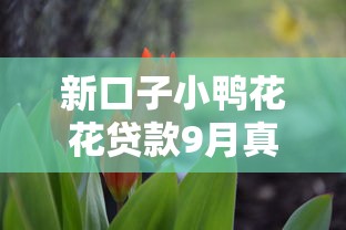 新口子小鸭花花贷款9月真相大白！本篇为您深入详解！