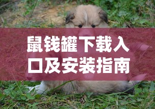 鼠钱罐下载入口及安装指南