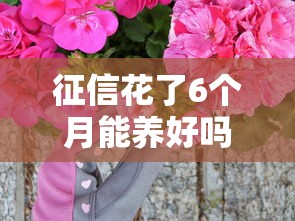 征信花了6个月能养好吗
