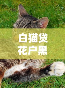 白猫贷花户黑户都能放款 白猫贷花户黑户都能放款