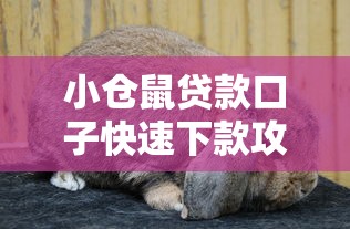 小仓鼠贷款口子快速下款攻略