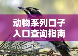 动物系列口子入口查询指南